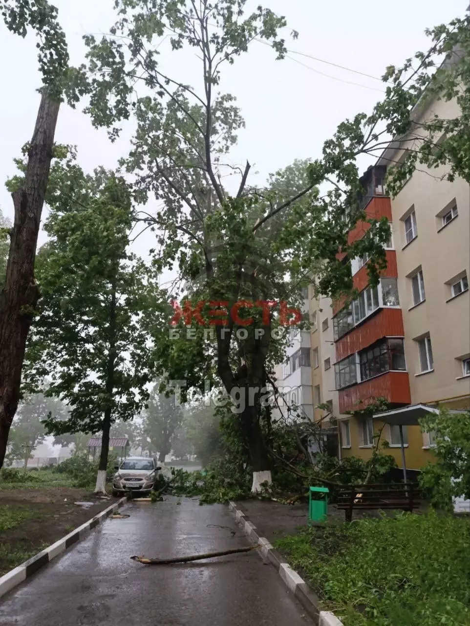 последствия сильного ветра в Белгороде
