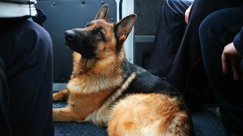 На закупку двух служебных собак белгородская полиция потратила 120 тысяч рублей