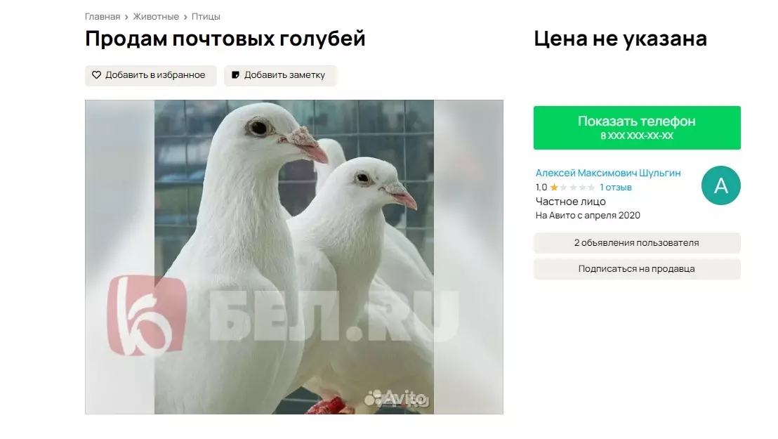 Продажа почтовых голубей