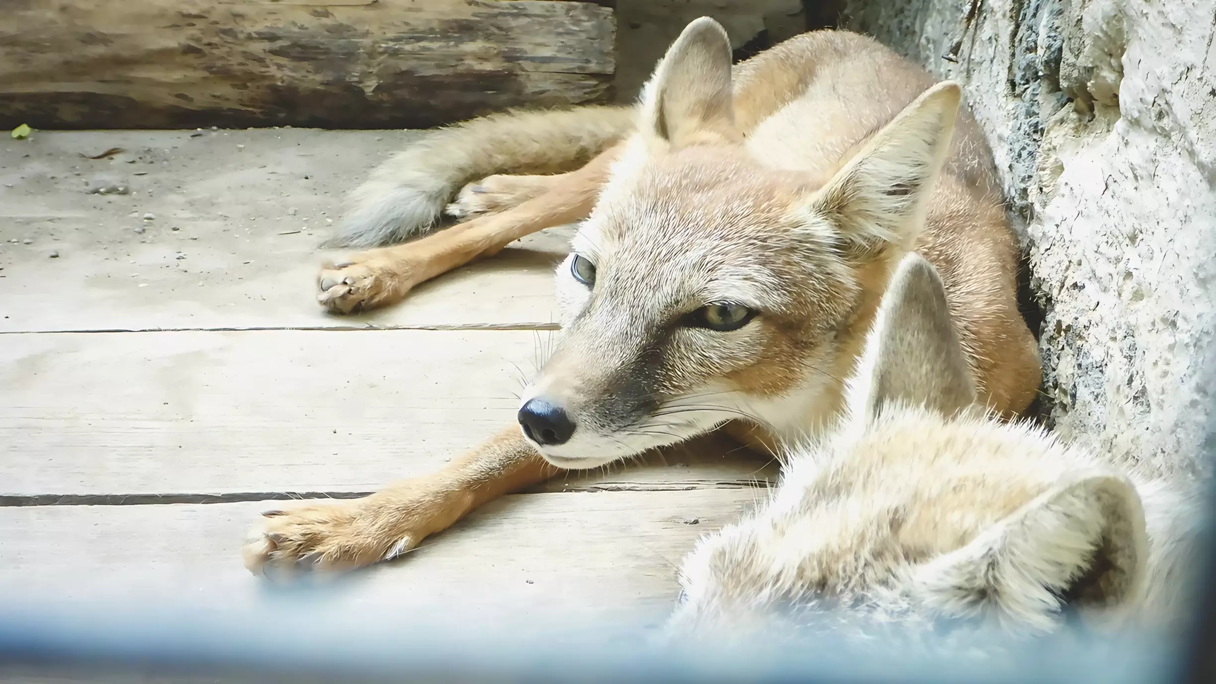 Почему в белгородских городах бегают дикие лисы?