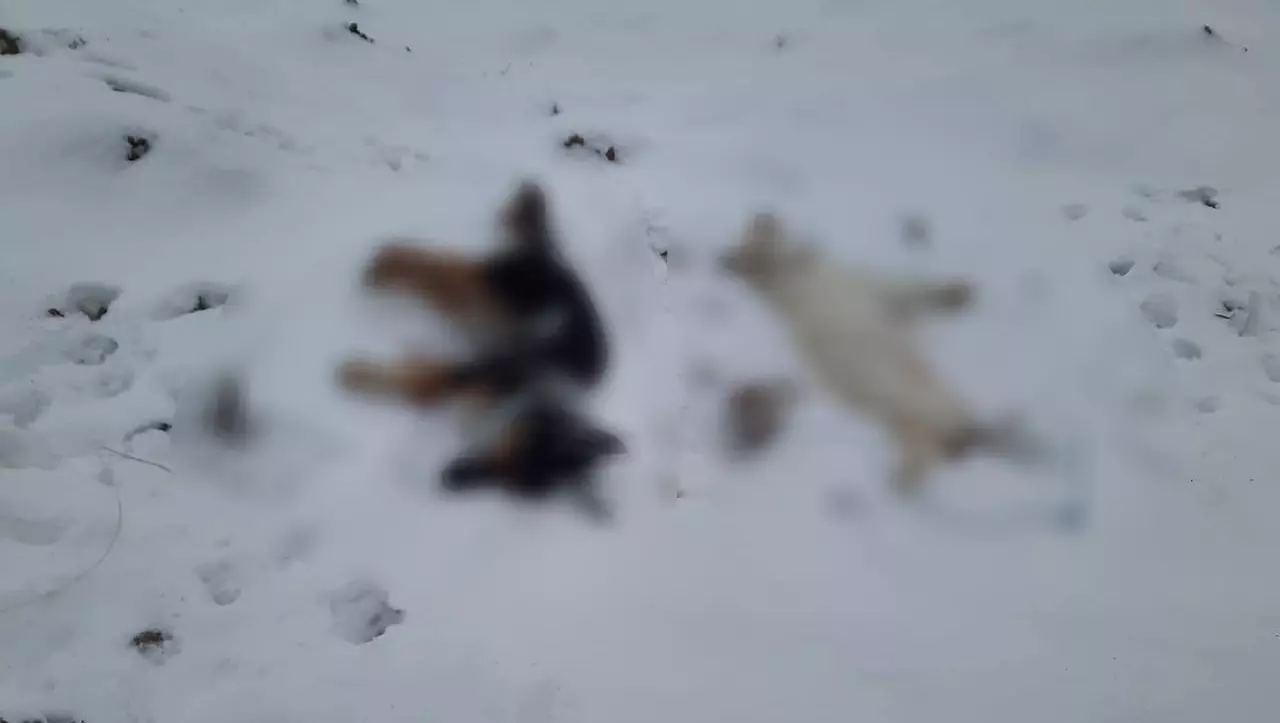 Трупы собак со связанными проволокой лапами нашли под Белгородом