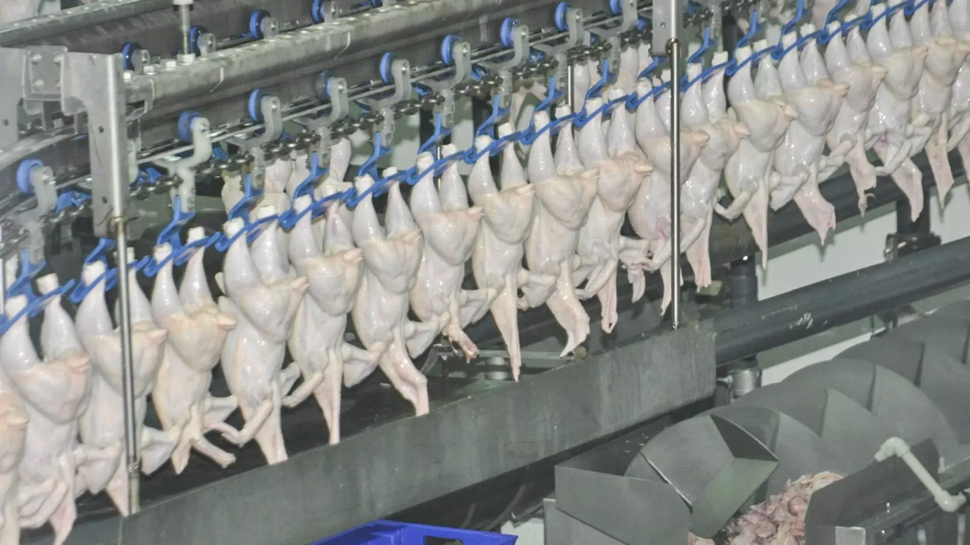 ФАС проверит белгородских производителей куриного мяса и яиц в связи с повышением цен