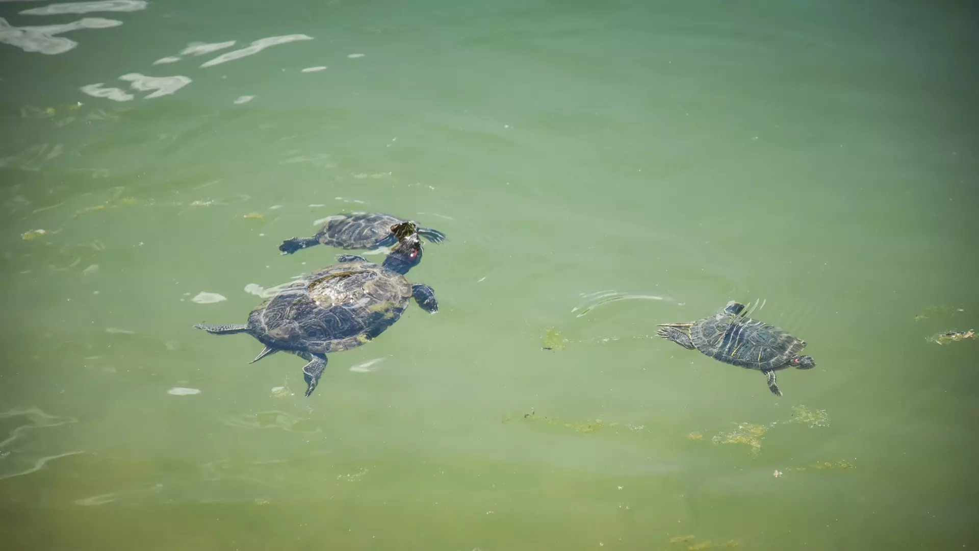 Черепахи в реке