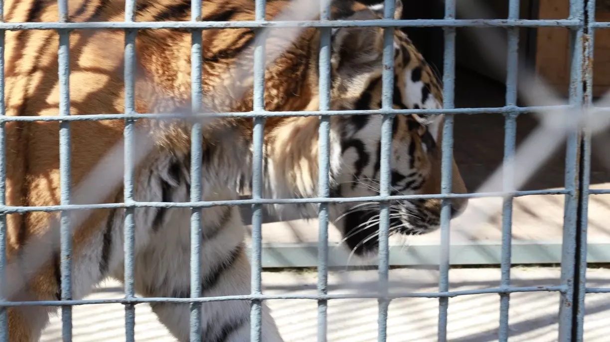 Белгородский зоопарк отчитался об убытках в почти 10 млн рублей за 2023 год