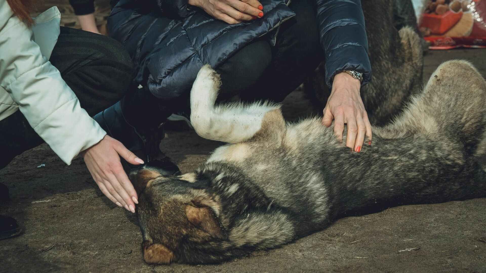 Полиция нашла белгородца, протащившего собаку на автомобиле по асфальту