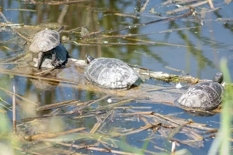 Красноухие черепахи в Белгородской области