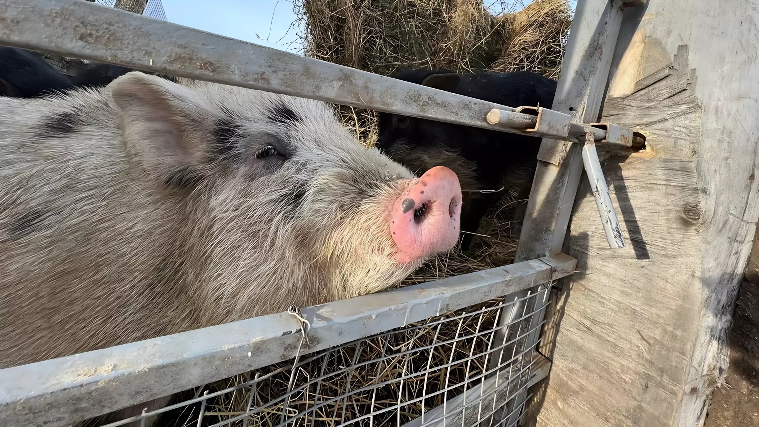 Свиные носики, копытца и хвосты из Белгородской области могут отправиться в Китай