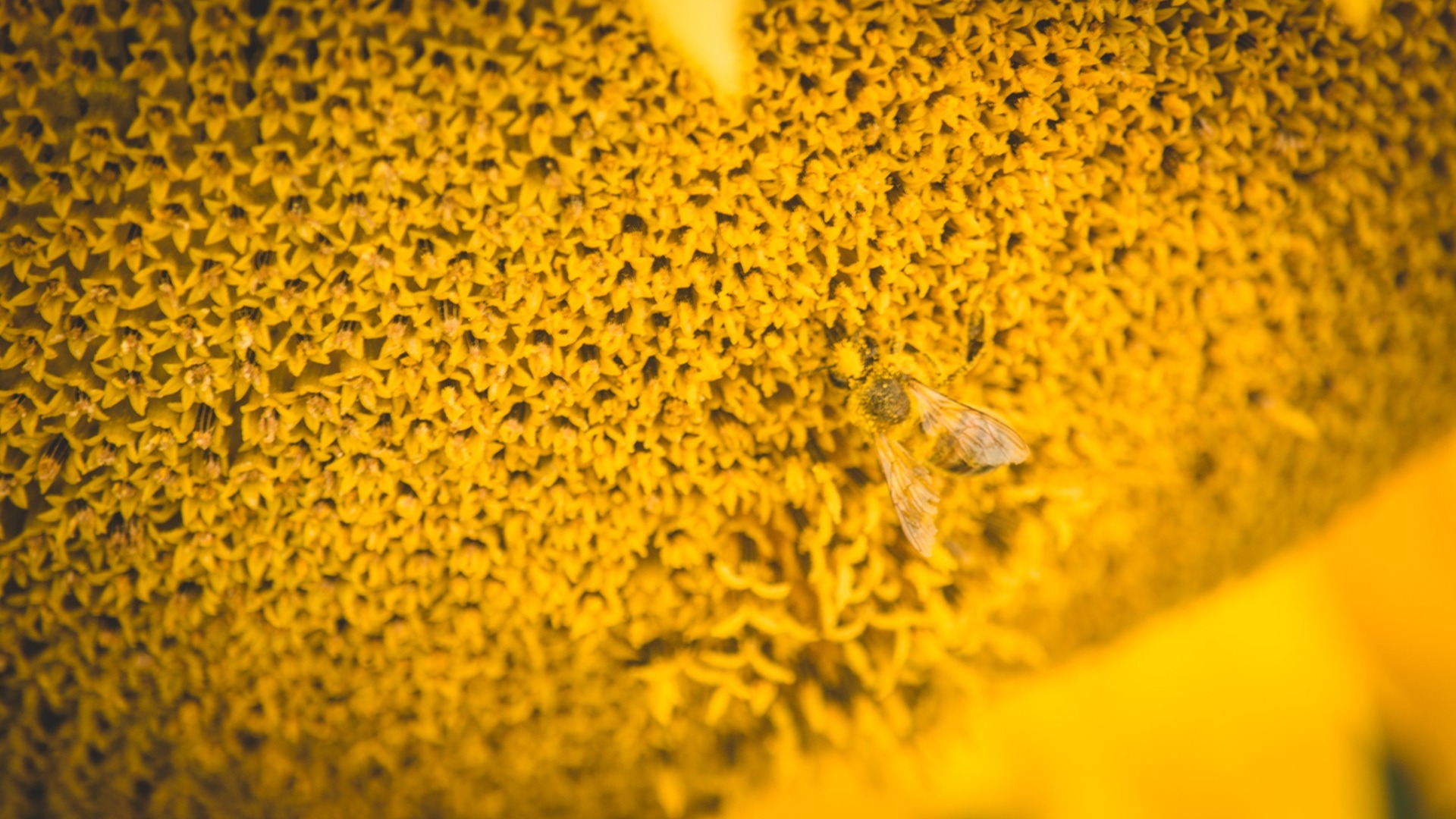 Причину массовой гибели пчёл устанавливают в Орловской области