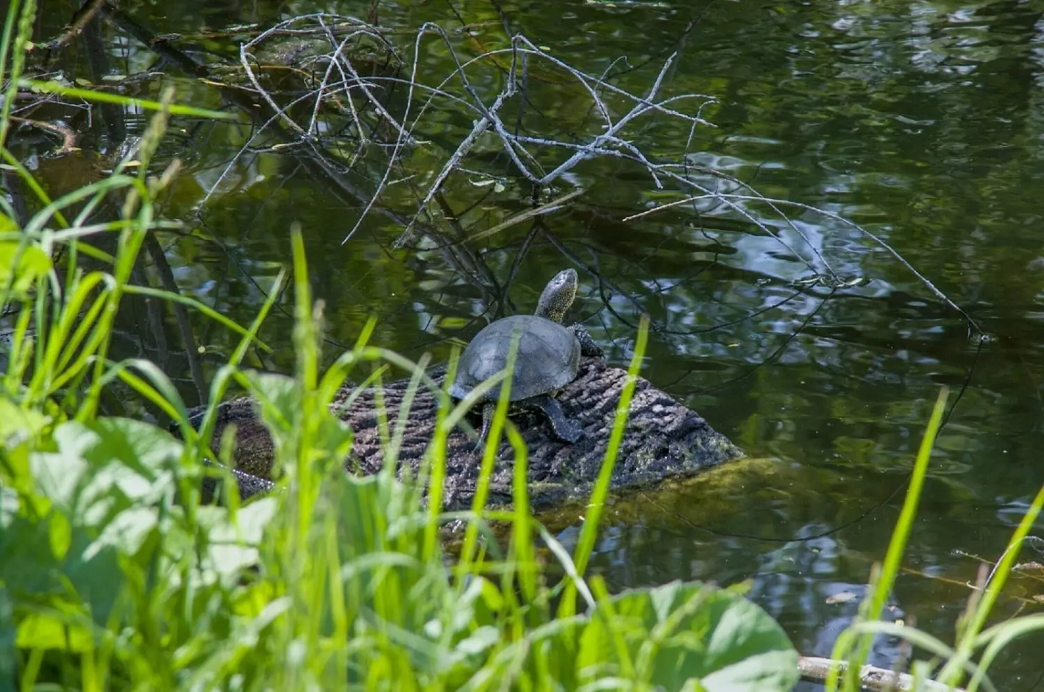 Европейская болотная черепаха в Белгородской области