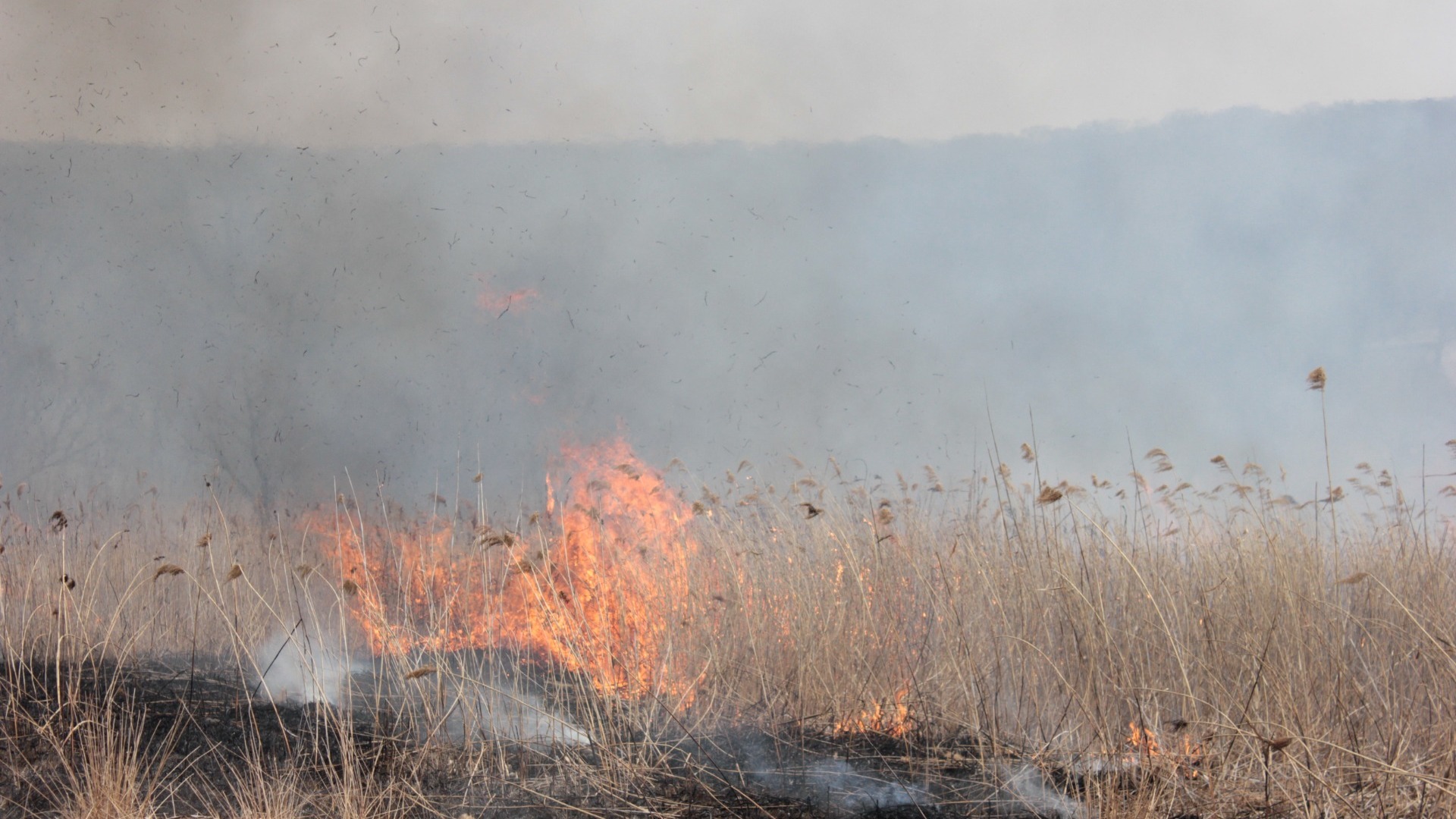 В Белгородской области возникли четыре крупных лесных пожара