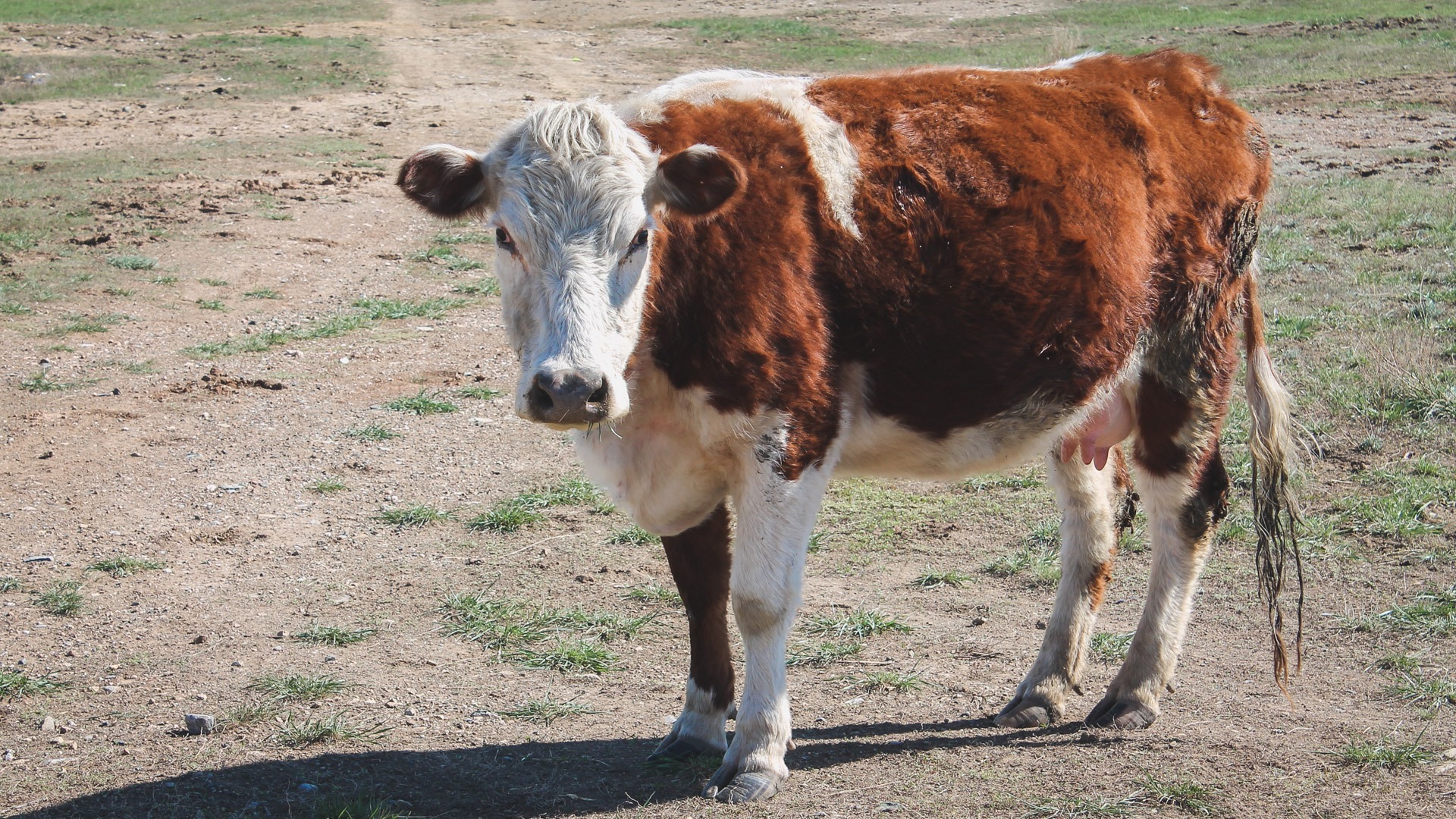 Листериоз выявили у скота в белгородском приграничье