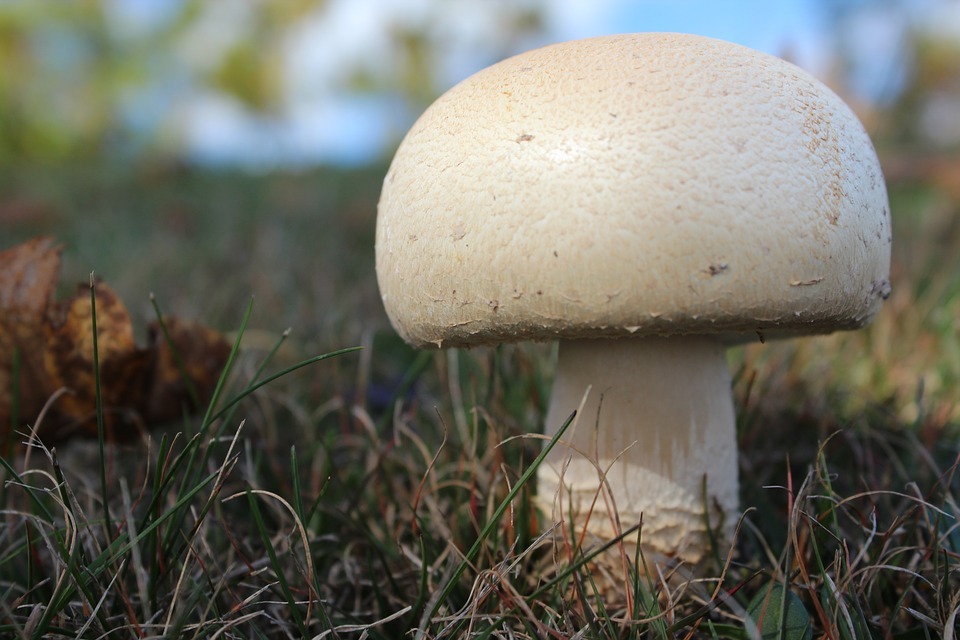 Какие грибы помогают укрепить иммунитет и понизить холестерин