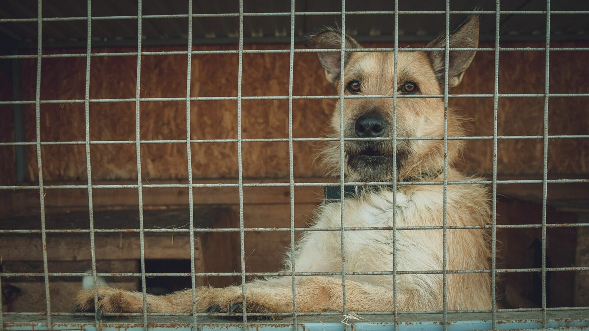 В приграничном районе Белгородской области резко выросло число бездомных собак