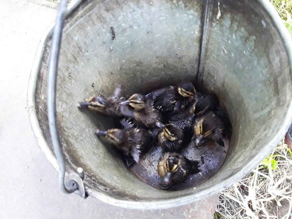В Белгородской области из канализационного колодца спасли диких утят