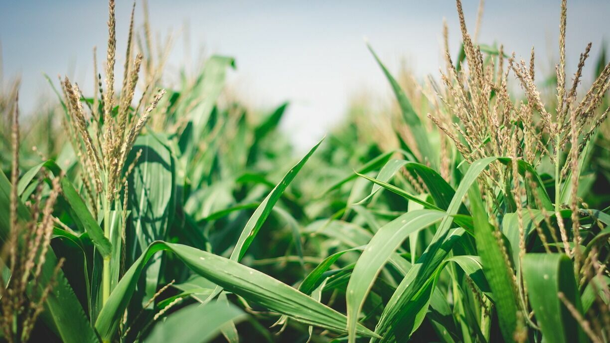 В Белгородской области в кукурузе зафиксирован повышенный уровень микотоксинов