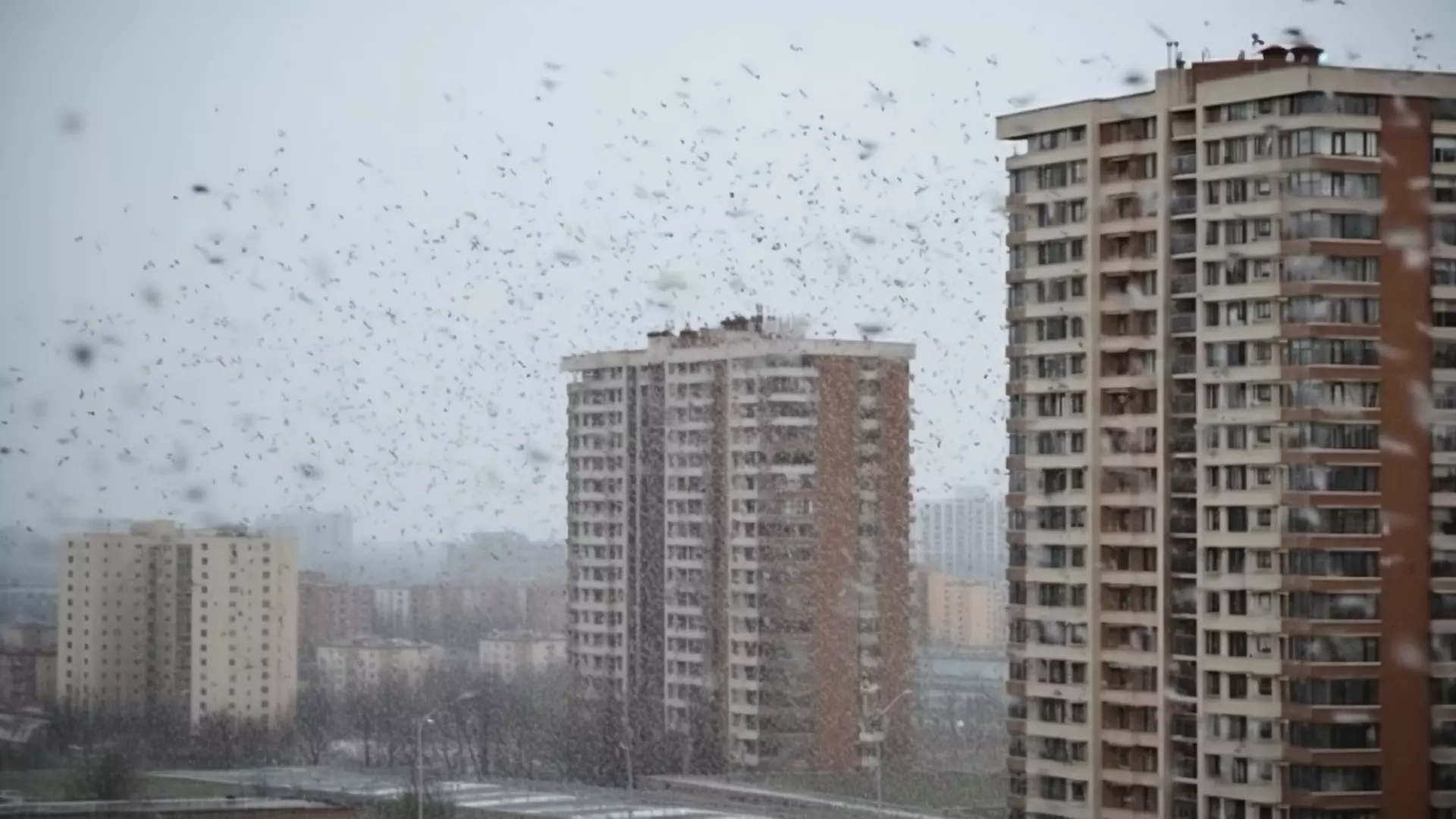 В Белгородской области пройдёт снег