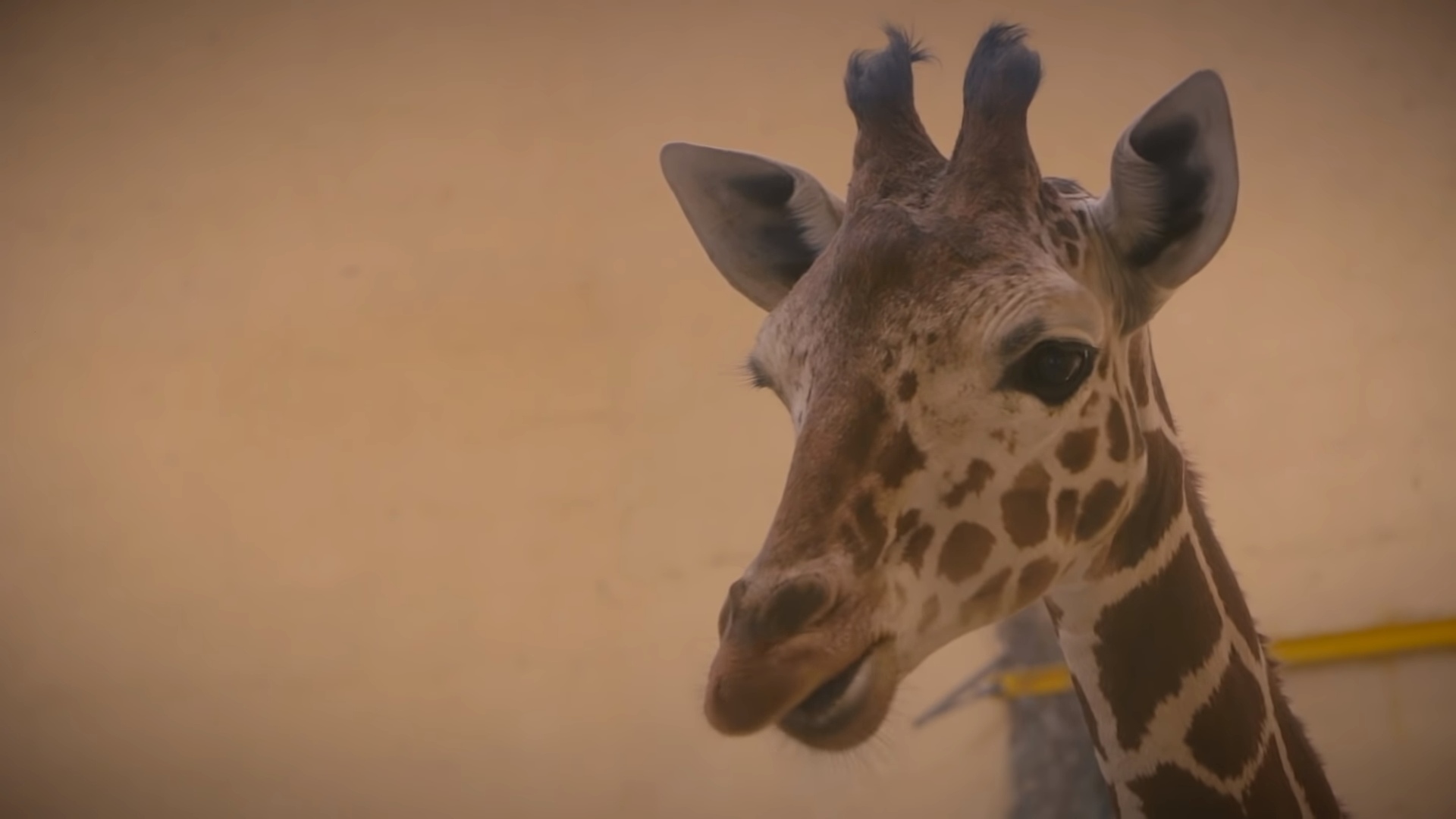 Жирафа Сафари в Белгородском зоопарке убил стресс