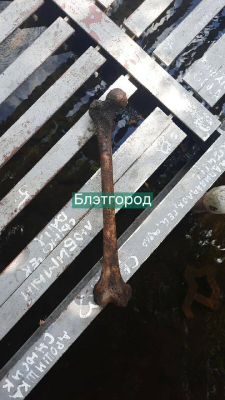 В парке Победы в Белгороде нашли похожую на человеческую кость