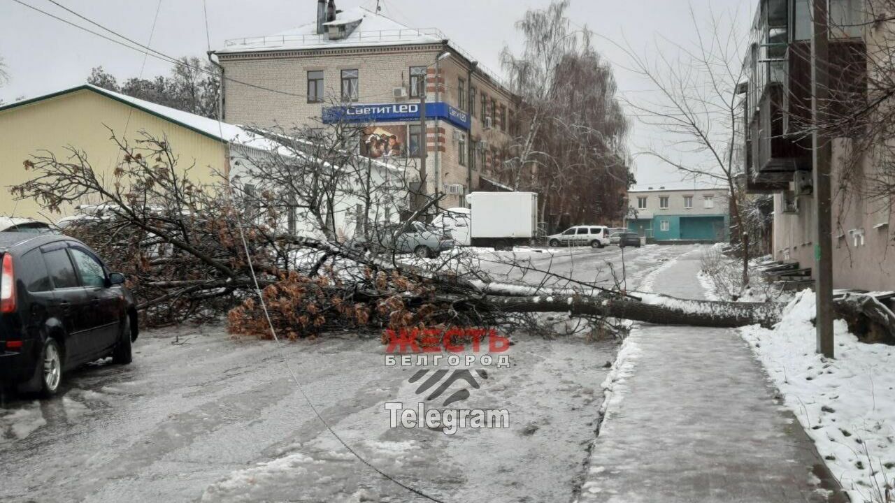 Сильный ветер в Белгороде повалил деревья