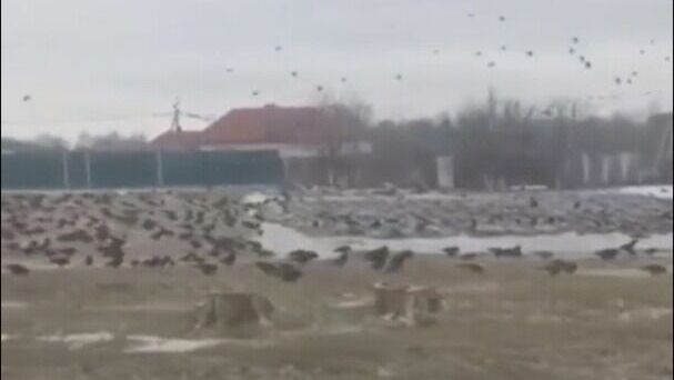 Доктор биологических наук назвала причины нашествия птиц под Белгородом