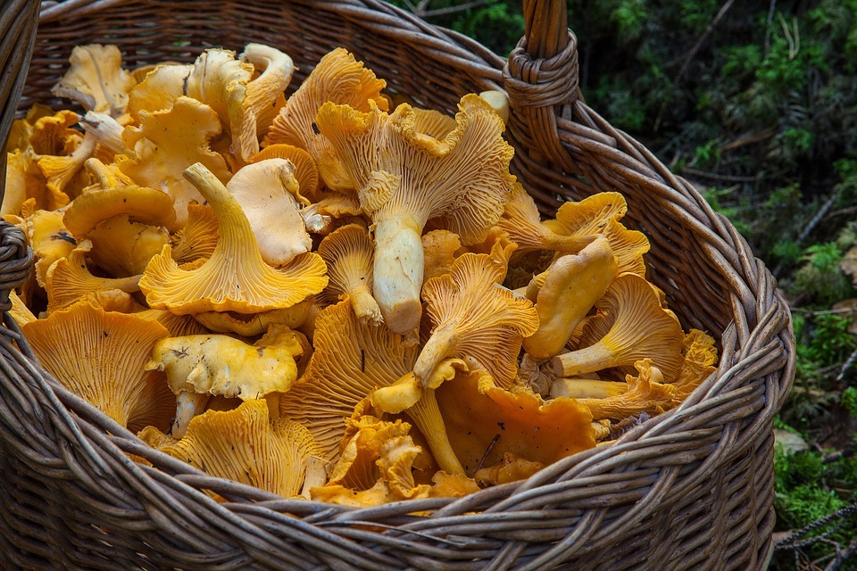 Шесть белгородцев отравились грибами за две недели августа