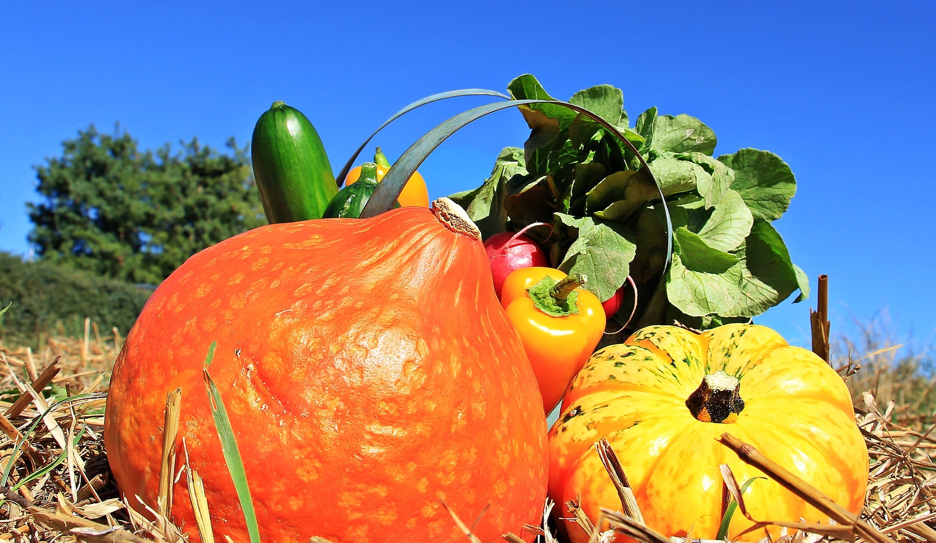 Скидки на удобрения ФосАгро помогут фермерам увеличить производство овощей