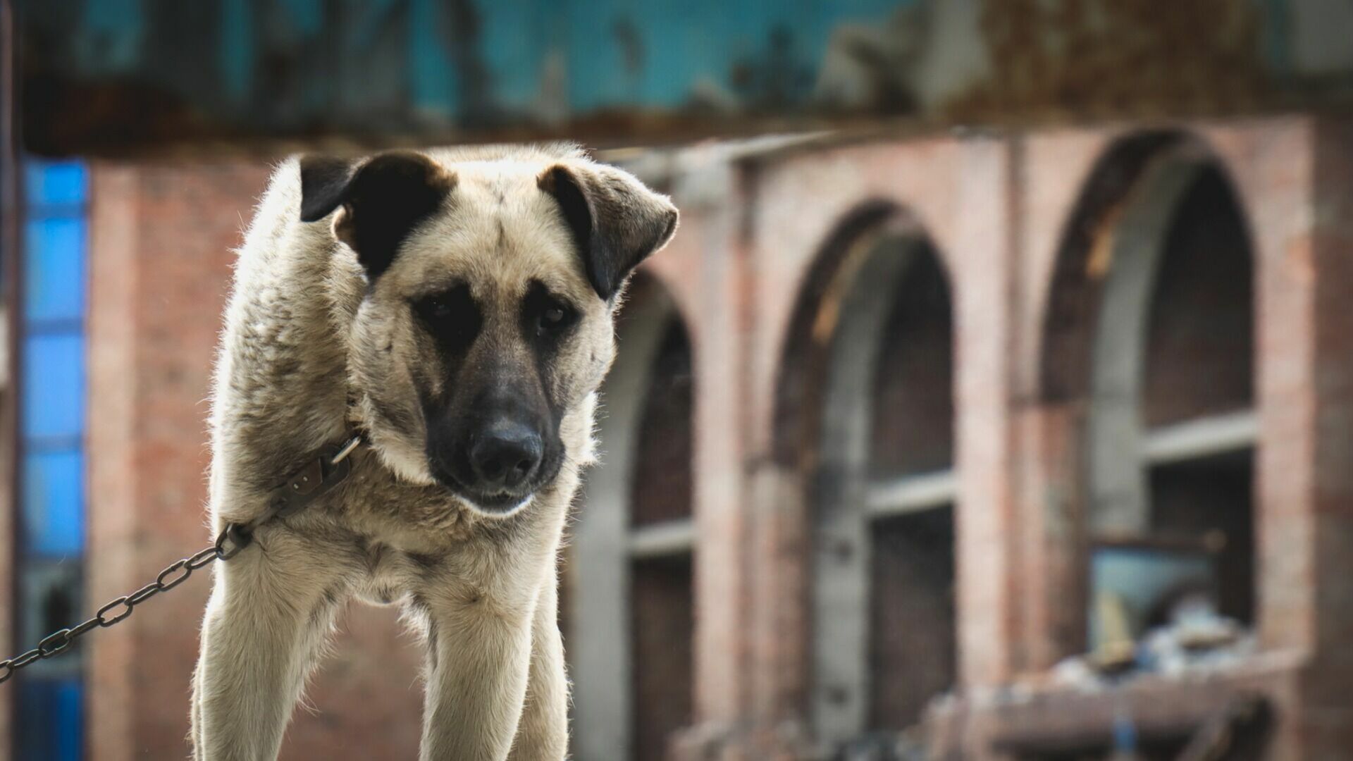 Собаку в Белгороде убили при отлове на глазах у хозяйки