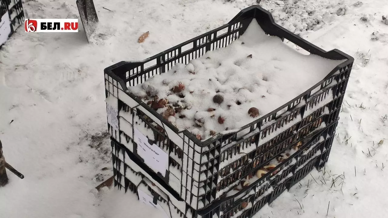 Какие сорта тюльпанов высаживали под снегопадом в центре Белгорода