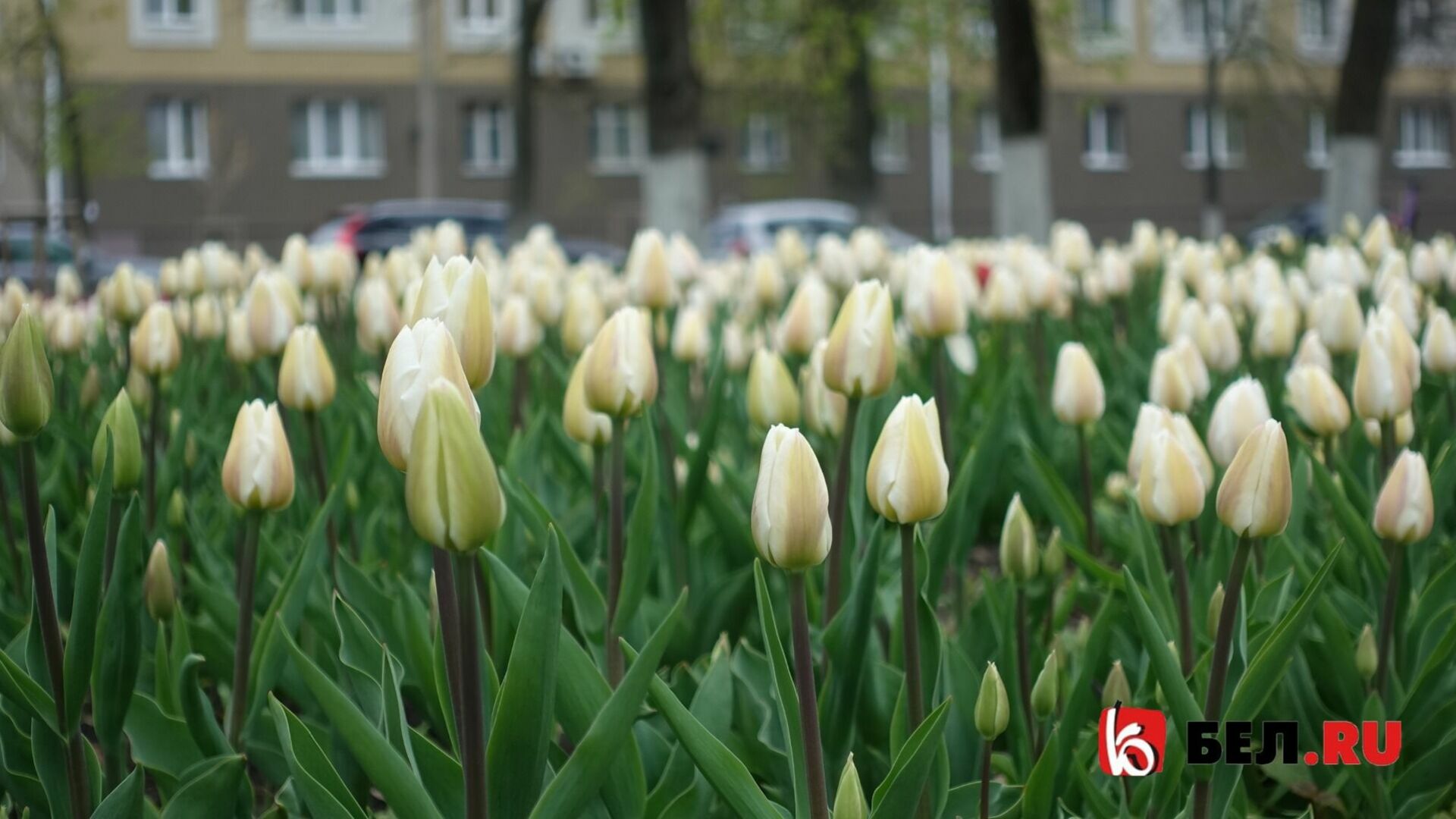 Цветёт и пахнет: в центре Белгорода распустились тюльпаны