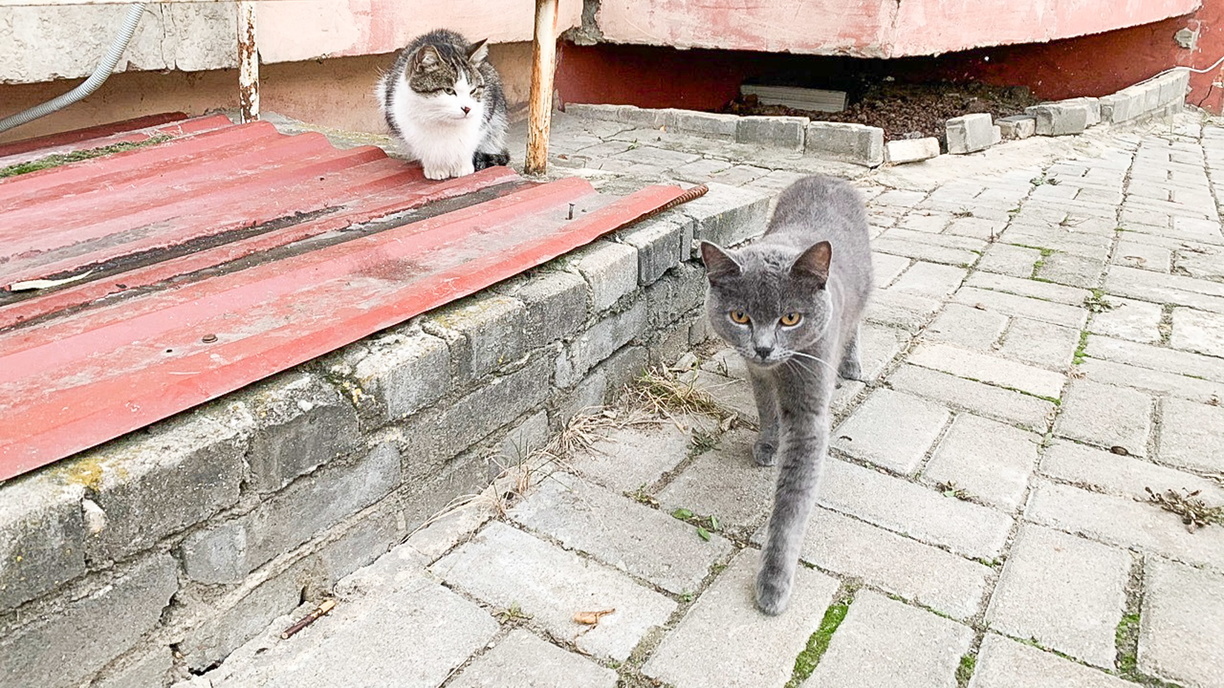 Под Белгородом на нескольких улицах ввели карантин из-за бешенства у кошки