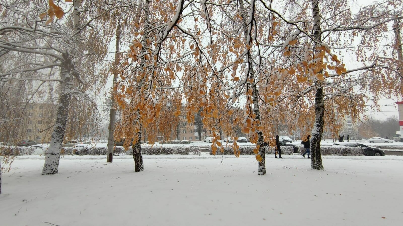 В Белгородской области в конце рабочей недели продолжится снегопад