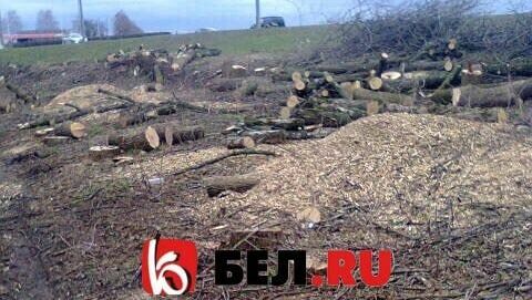 Участок в аренде: в Белгороде за «Метро» вырубают не высохшие деревья