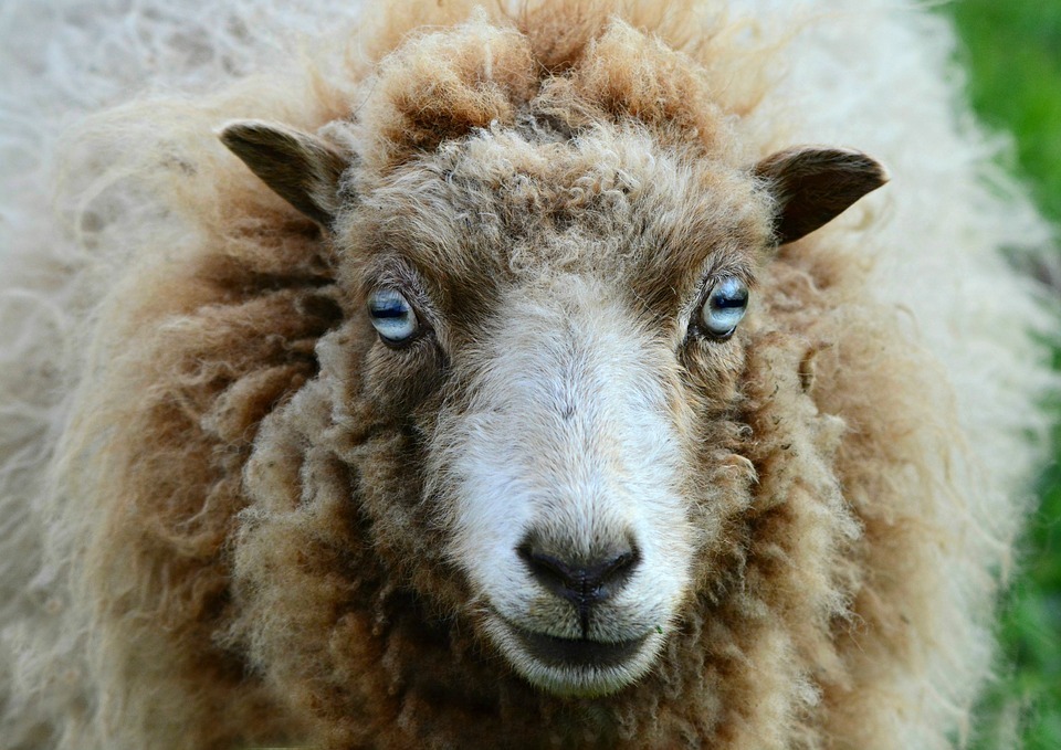 Бешеную овцу нашли в Белгородской области