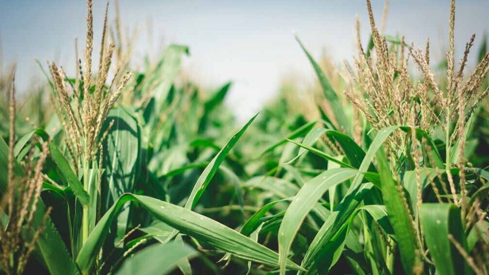 В Белгородской области с полей до сих пор не убрали по 15% сои и кукурузы