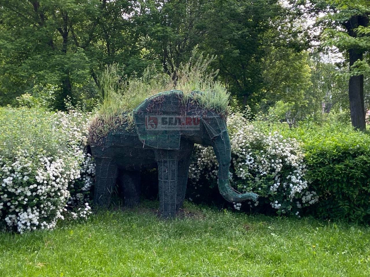 Вячеслав Гладков нашёл в парке Белгорода «грустного» слона