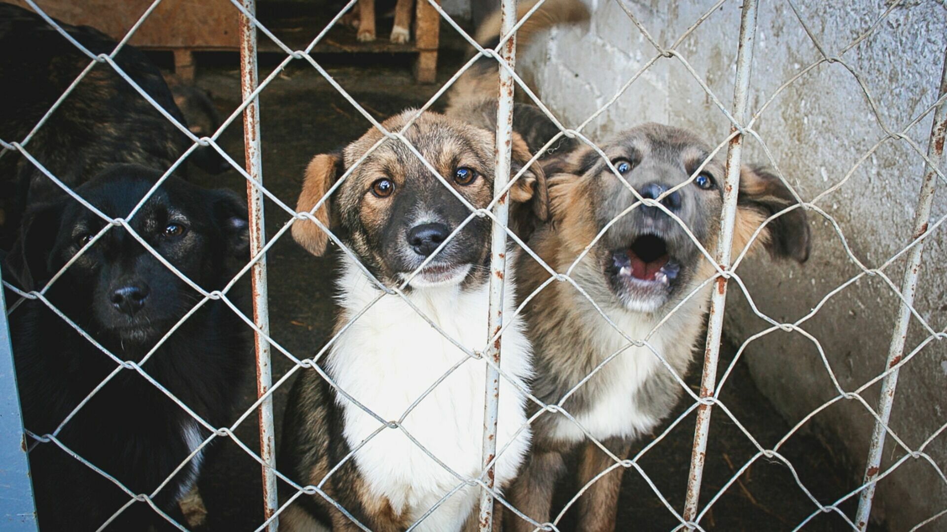 «Откройте шаурму»: курский чиновник предложил решить проблему с бездомными собаками