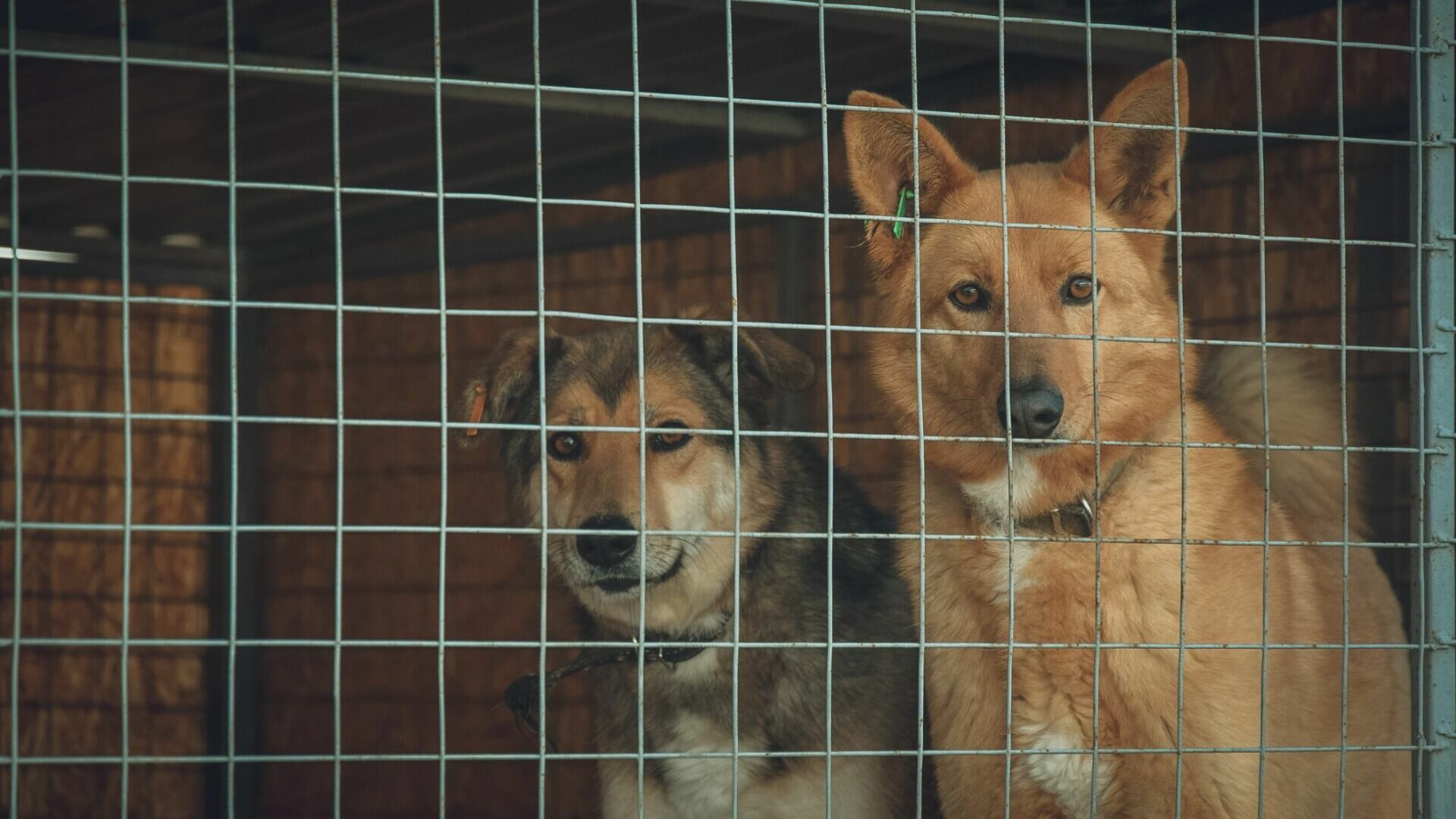 Белгородцы требуют не выпускать собак из приюта «Лучик надежды»