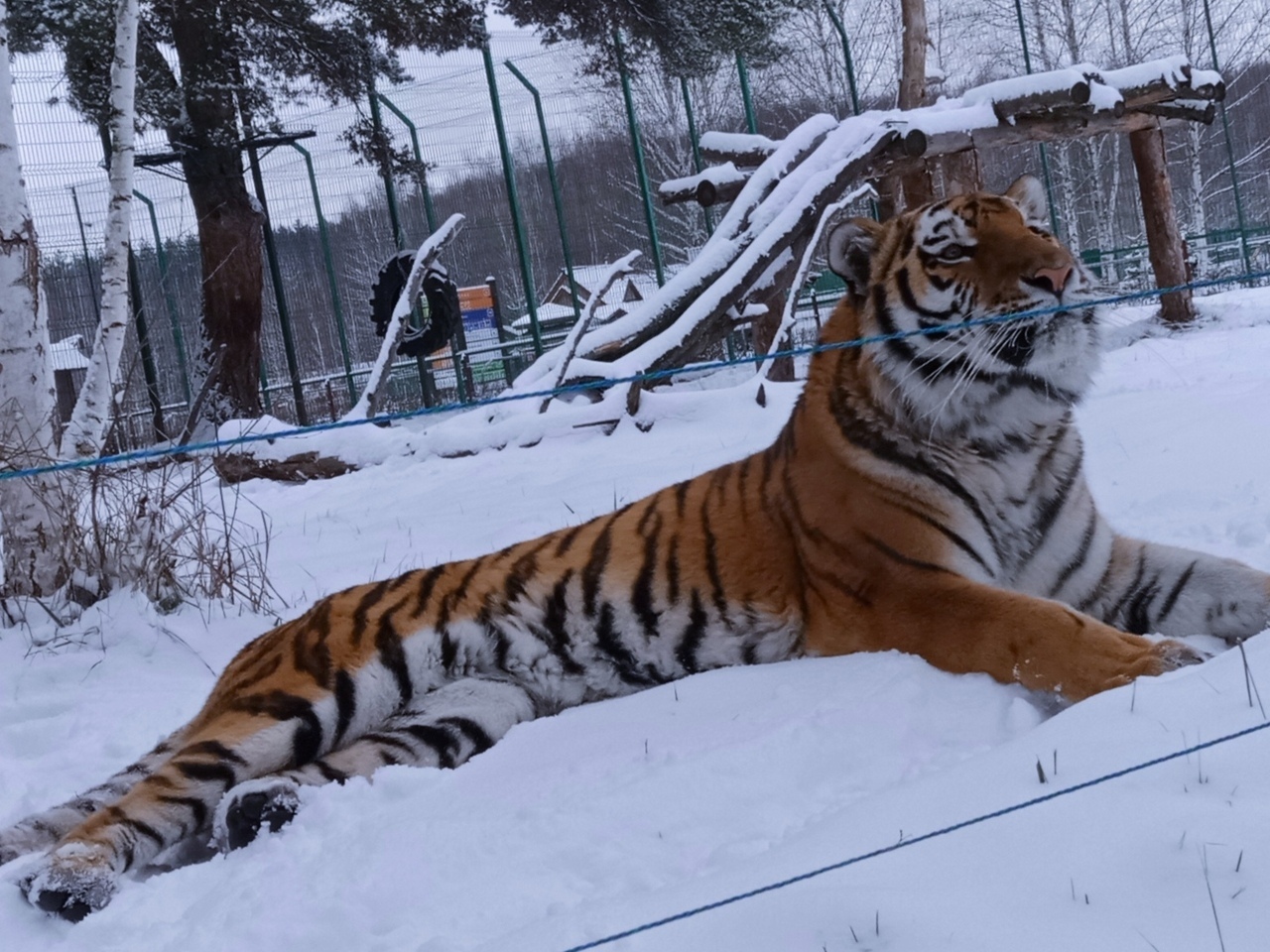 Зоопарк зимой стоит ли идти. Новосибирский зоопарк. Тигр в зоопарке Новосибирска. Зоопарк Белгород. Московский зоопарк зимой 2021-2022.
