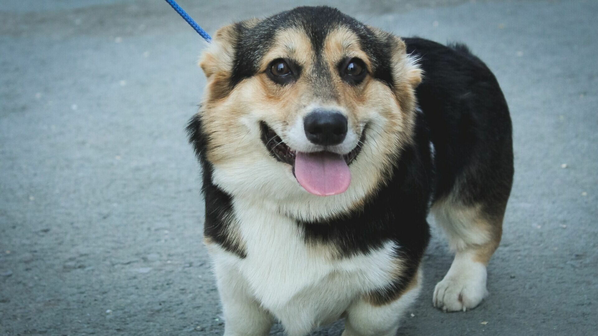 «День счастливой собаки» анонсировали в Белгороде