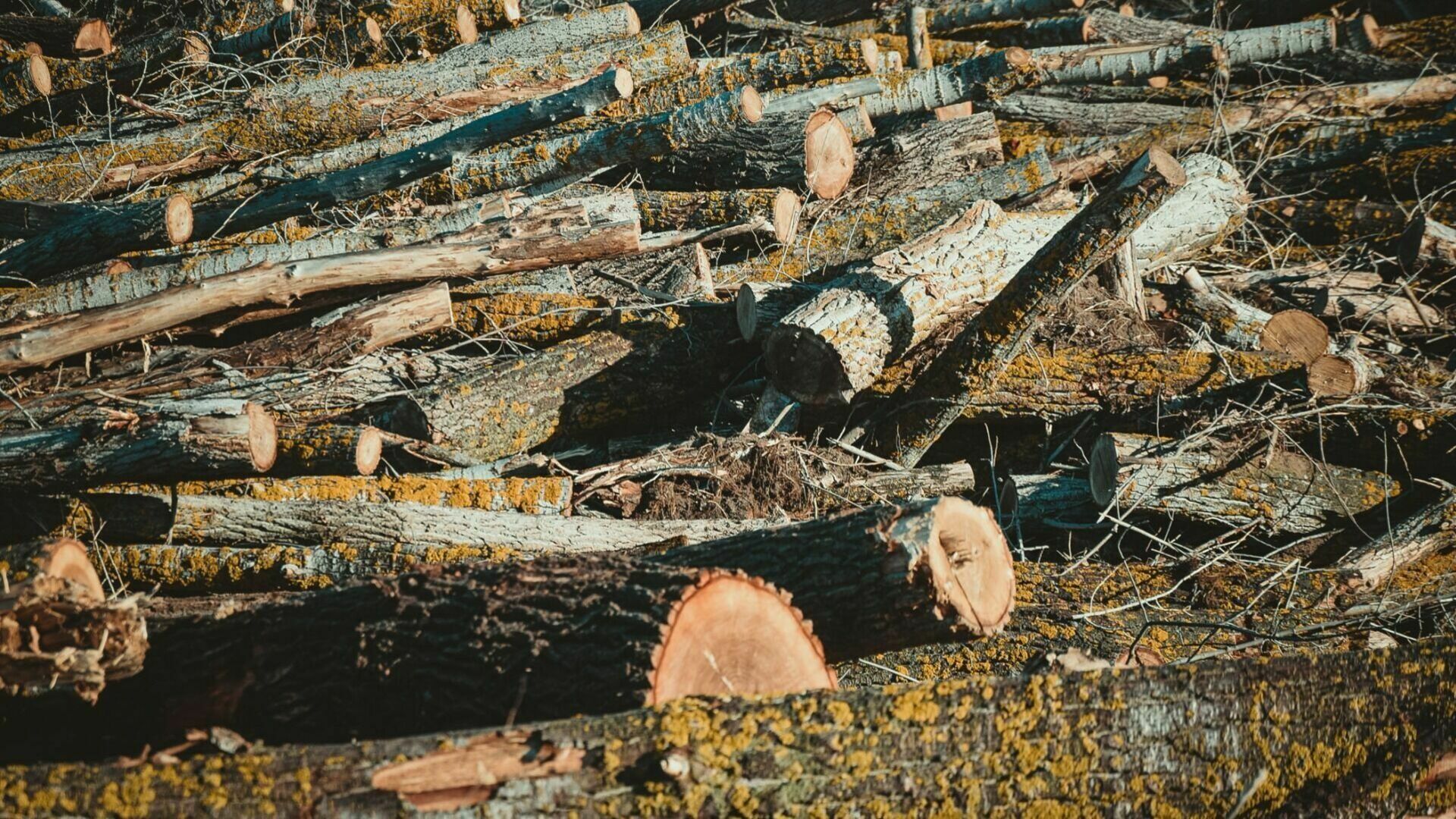 Белгородцы запрещают вырубать деревья из-за страха перед осколками