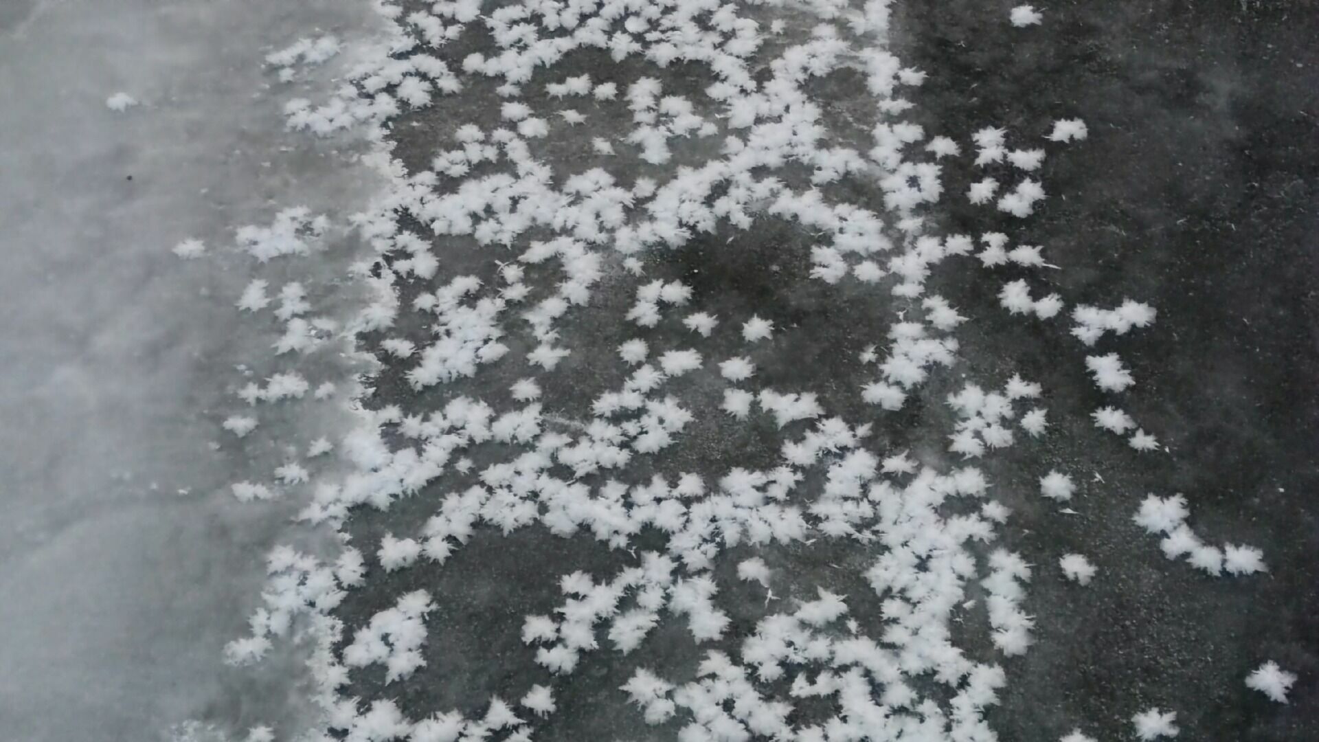 «Снежные цветы» появились на белгородском водоёме