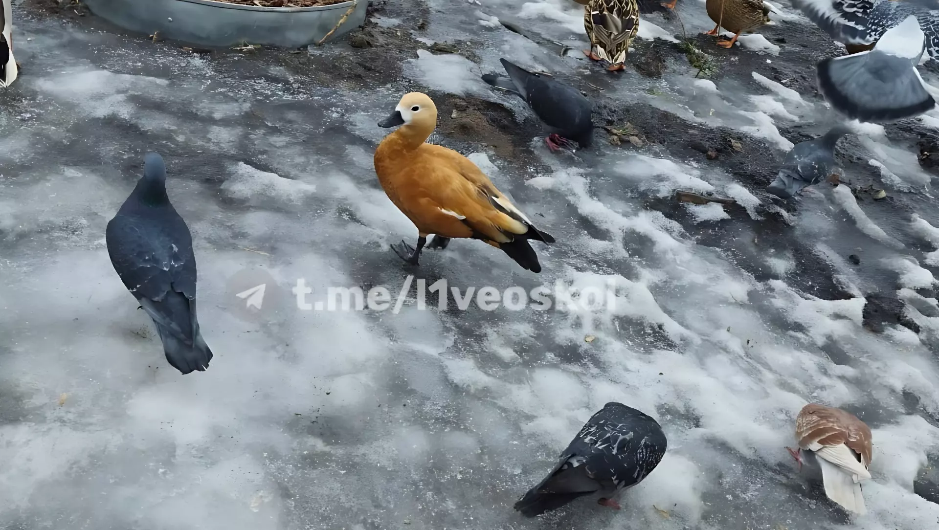 Редкая птица на реке Осколец
