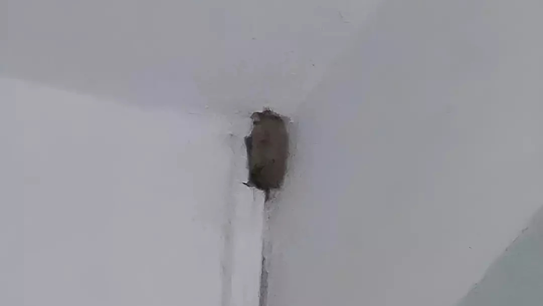 В белгородскую больницу попала летучая мышь