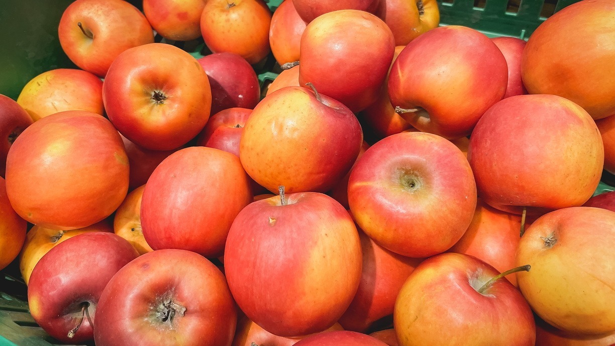 В Белгородской области собрали более 400 тонн ранних сортов яблок
