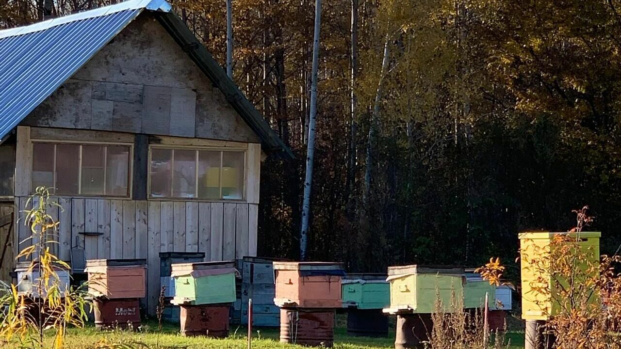 Белгородец отсудил у Краснояружской зерновой компании 351 тыс. рублей за гибель пчёл