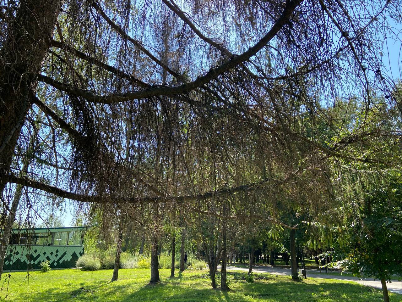 Как выглядят усыхающие деревья в Белгороде
