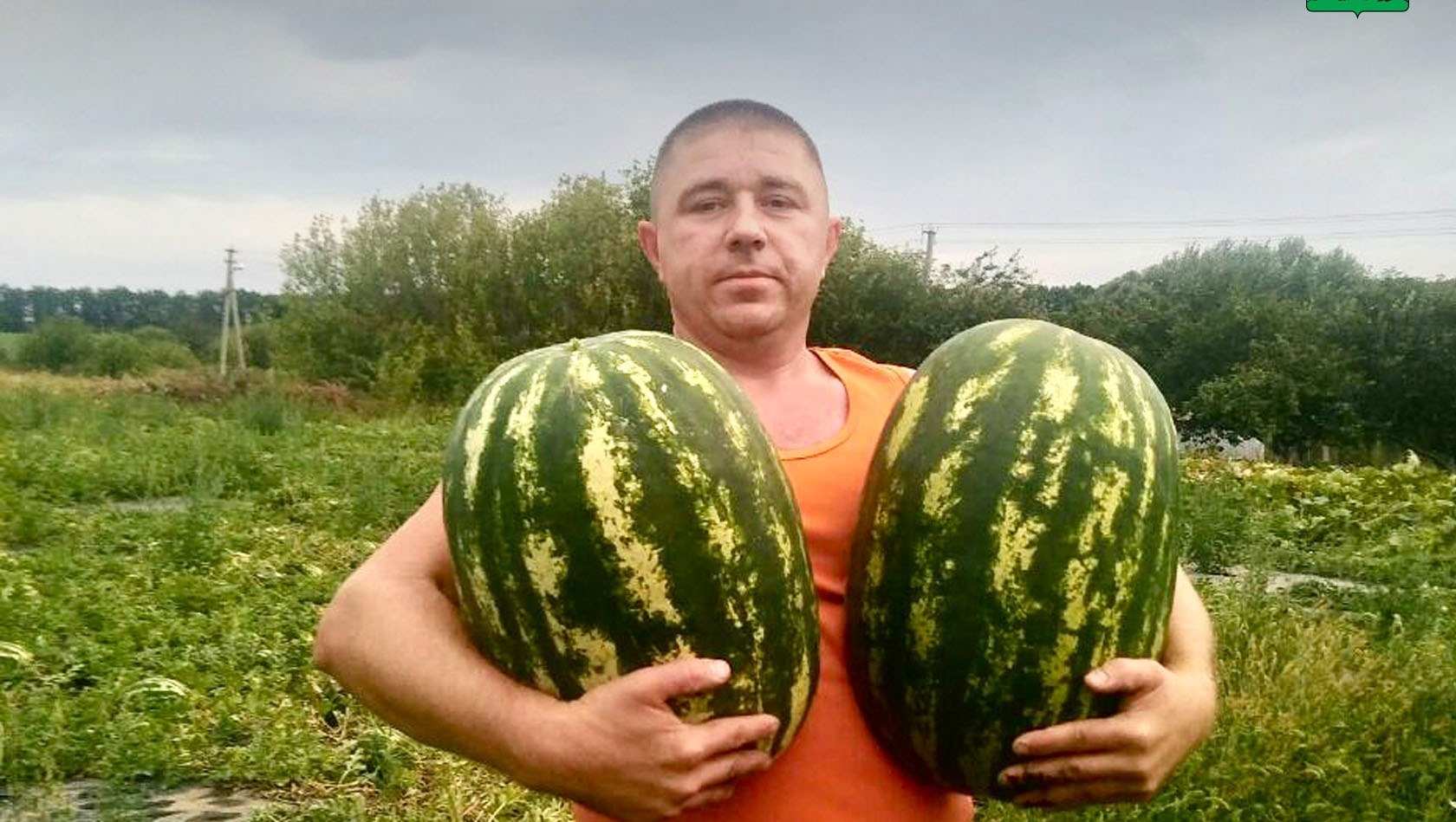 Житель Белгородской области вырастил 18-колограммовый арбуз