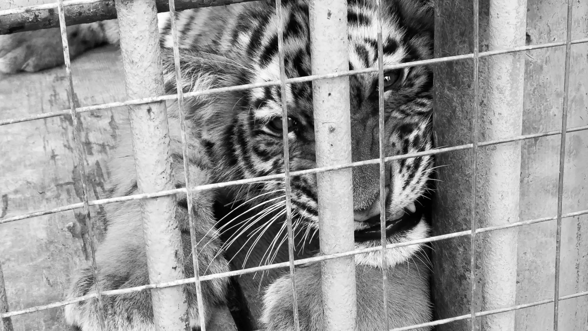 Зотов рассказал о жизни львов и тигров в зоопарке Белгорода