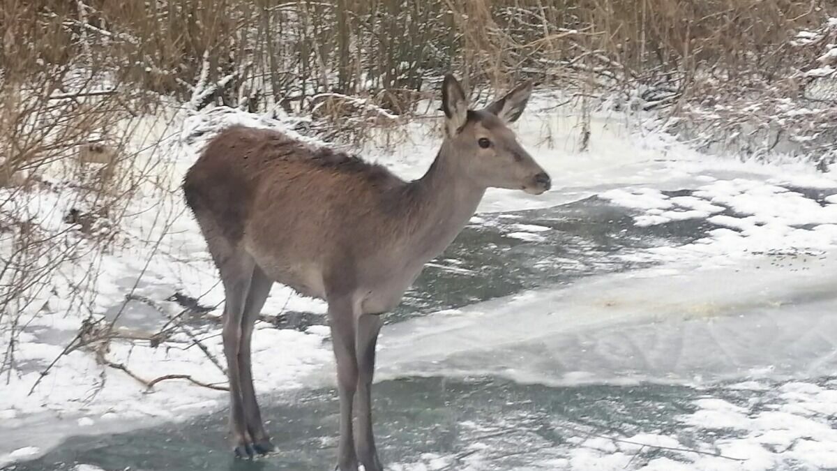 В Белгородской области из ледяного плена спасли оленя