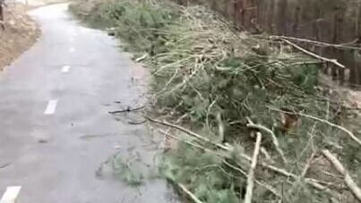 Белгородцев удивили десятки вырубленных деревьев в Сосновке
